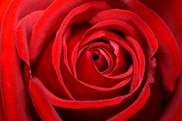 Close up Macro Center of a deep red rose