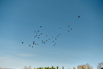 Groups of birds on the sky in Golyazi Uluabat Lake. Top of the trees and city view observed from the photo angle.
