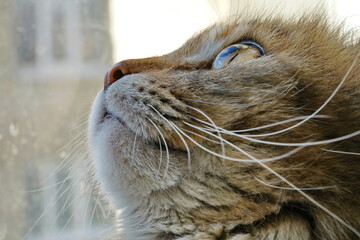 Domestic cat's eye close-up, with creative sky reflection macro shot