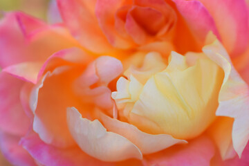Multicolored Rose, Pastel pink, orange, and yellow Macro Shot