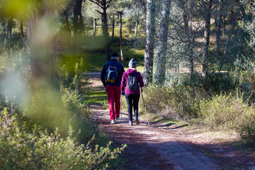 Obraz premium A mature couple walking along a country path. Doing sport using trekking poles.