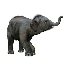 Baby Indian Elephant holding trunk up.