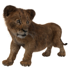 Obraz premium Lion cub standing up and looking to the side.