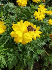 Mariposa en flor amarilla 