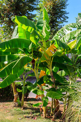 Banana tree growing in a park