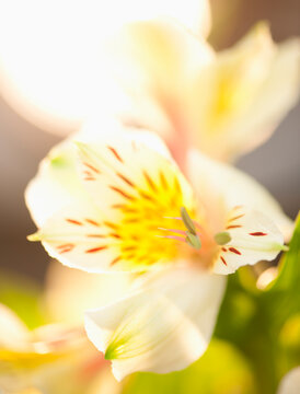 Studio shot of white Alstroe Meria