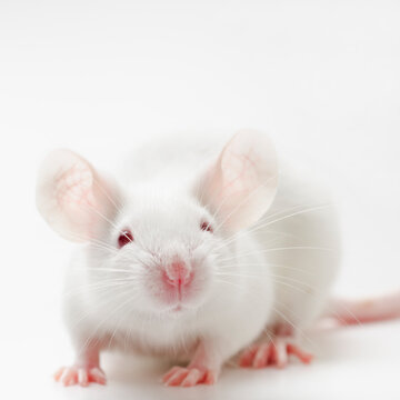 White mouse on white background, studio shot