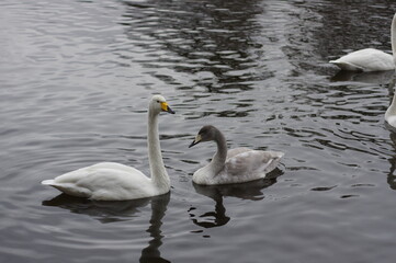 厳しい寒さを避けて越冬で飛来地へと渡ってきた、美しい白い羽毛のオオハクチョウ