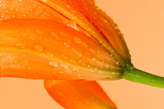 Studio close-up of tiger lily