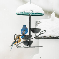 Eastern Bluebirds in Snow