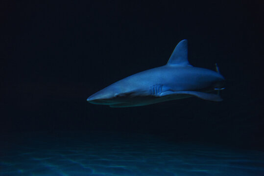 Underwater view of shark in sea