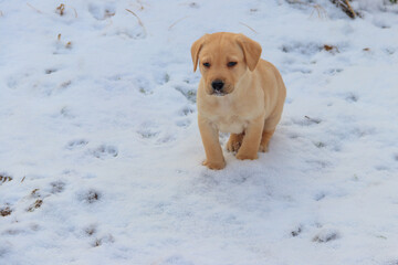 Small cute labrador retriever puppy dog in white snow