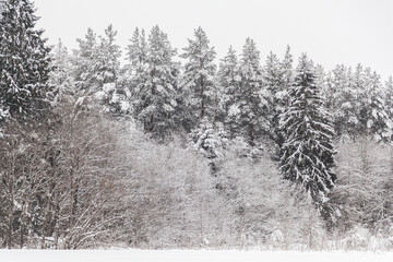 Fototapeta premium Winter mixed forest texture background