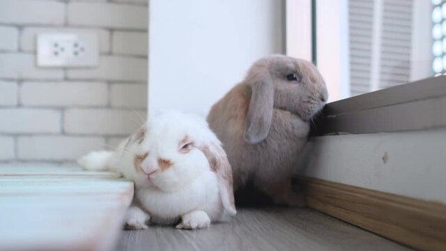 Two rabbits with white and brown color stay relax in the corner near glass window in living room of the house. Easter animal symbol relax and stay with people concept.