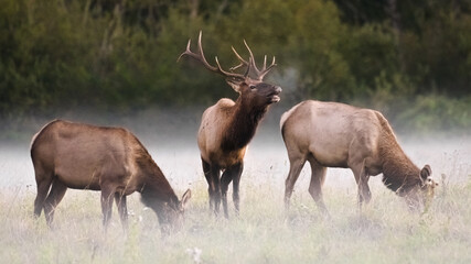 Naklejka na ściany i meble Bull elk with two females calling on a misty morning at Meadowbrook farm in Snoqualmie to the east of Seattle