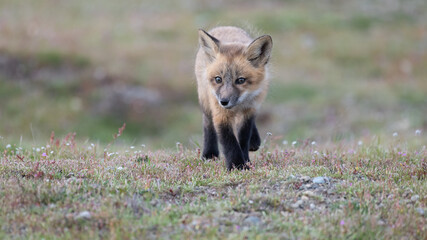 Young red fox explores the prairie at American Camp in the National Park on San Juan Island in Washington State