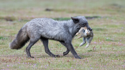 Red fox returns from hunting with a rabbit in its mouth at American Camp on Washington State's San Juan Islands