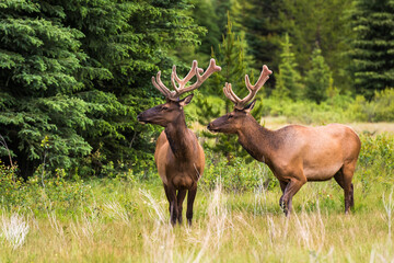 Two young elk bucks with velvet antlers stand in a summer meadow in Banff National Park in the Canadian Rockies