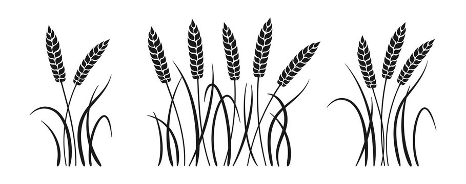 Wheat bunch ears black glyph set. Ripe spikelets wheat collection. Agricultural symbol oat bakery, flour production. Design organic farm elements, organic vegetarian bread packaging beer label vector