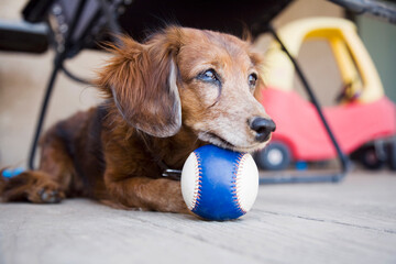 Long-haired Dachshund with ball