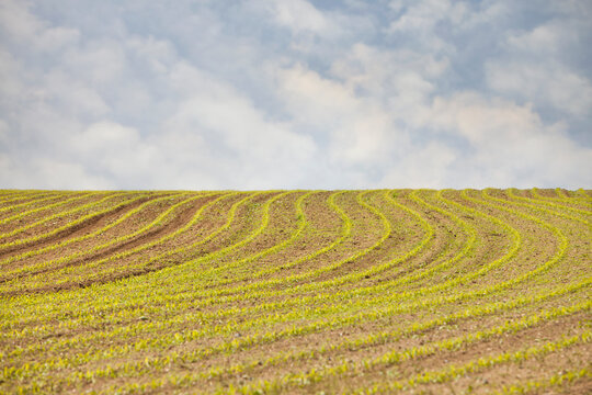 France, Rocroi, Field with sprouting croon