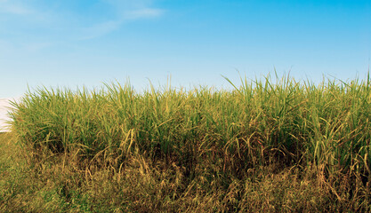 Sugar cane field