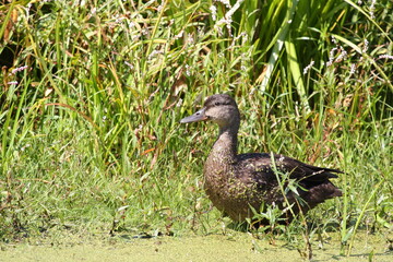 Female Mallard Duck out of the Water