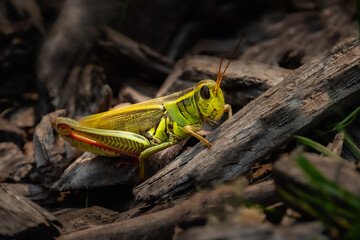 A Two-striped Grasshopper (Melanoplus bivittatus) resting on wood chips and sticks.