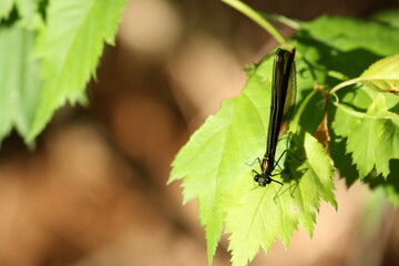 Ebony Jewelwing Damselfly on a Leaf in Summer
