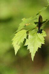 Metallic Black Female Ebony Jewelwing Perched on a Leaf