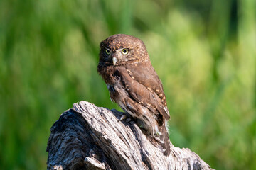 Pygmy owl sitting on a log in a meadow
