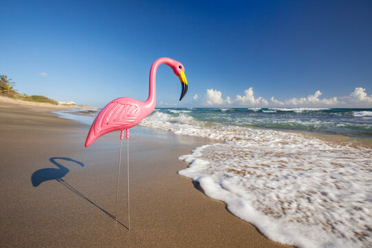 Plastic Flamingo on Isabel Beach