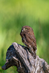 Pygmy owl sitting on a log in a meadow
