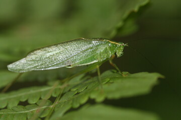 Green Katydid on a plant