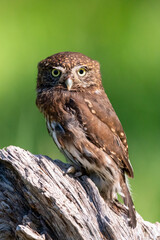 Pygmy owl sitting on a log in a meadow