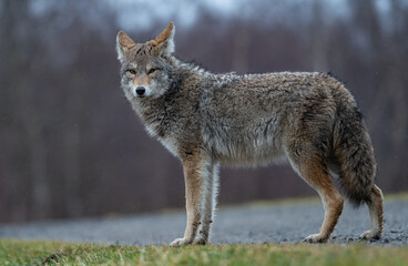 A Coyote in British Columbia, Canada 