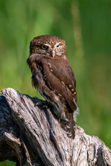 Pygmy owl sitting on a log in a meadow
