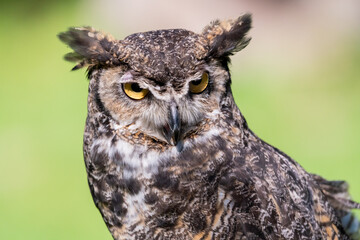 Great horned owl sitting on log in Montana