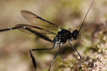 Up Close View of Female Pelecinid Wasp