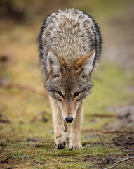 Naklejka na ściany i meble A Coyote in British Columbia, Canada 
