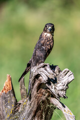 Merlin Hawk Sitting on Log