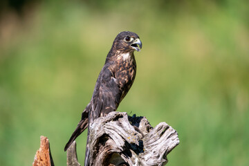 Merlin Hawk Sitting on Log