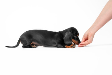 Handler teaches cute obedient dachshund puppy to lie down and gives treat as reward for good behavior, white background, copy space for advertising.