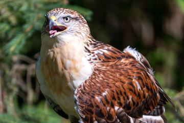Hawk sitting on log