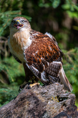 Captive hawk sitting on log with leathers on legs