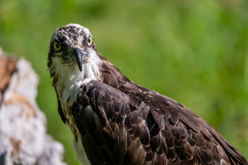 Osprey bird of prey sitting on a tree in Montana