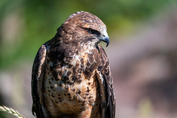 Hawk sitting on log