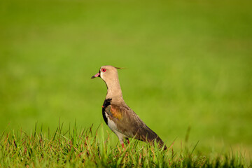 Tero tero en pradera verde con fondo desenfocado