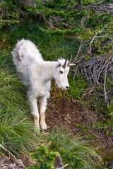 Mountain goat in Glacier National Park, Montana