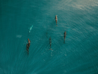 Aerial view of a group of dophins freely swimming in Mediterranean sea off the Spanish coasline, Spain.